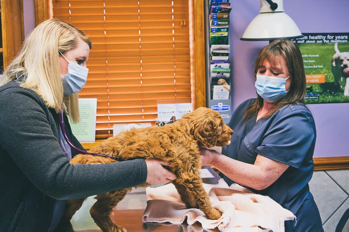 ### Comprehensive Overview of Services Offered by Value Pet Clinic