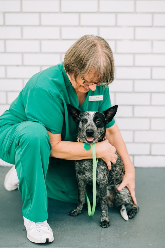 Boarding Goldsboro Veterinary Hospital Veterinarian in